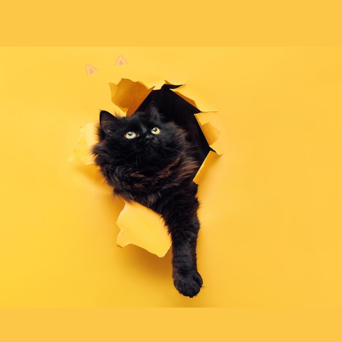 İndirimli Kedi Ürünleri