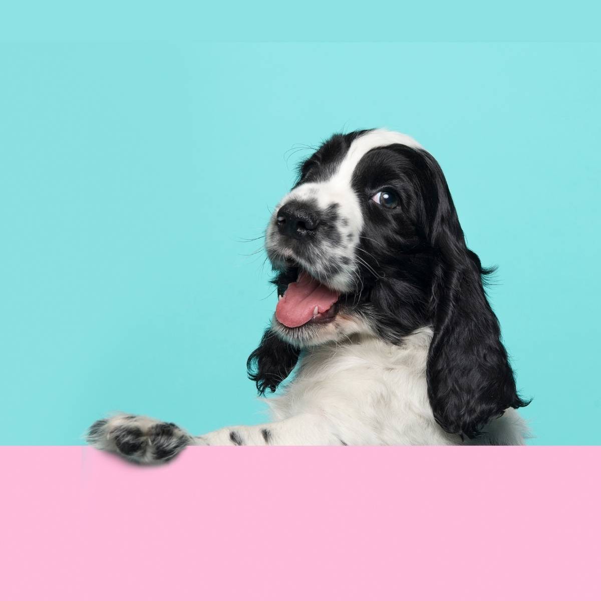 İndirimli Köpek Ürünleri