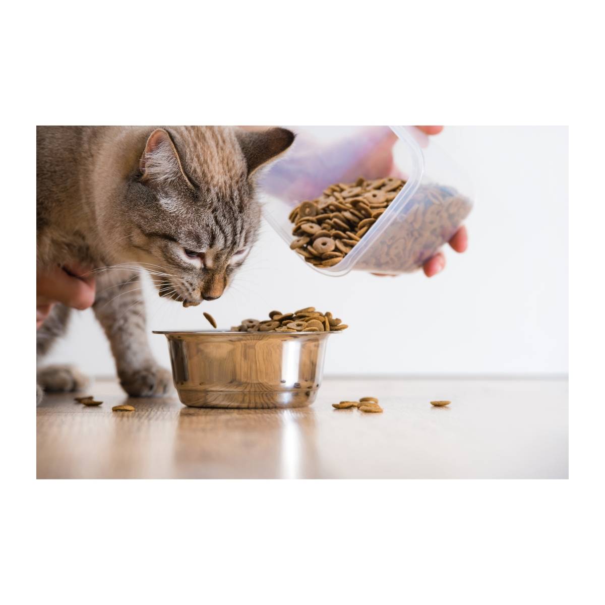 Kısır Kedi Mamaları