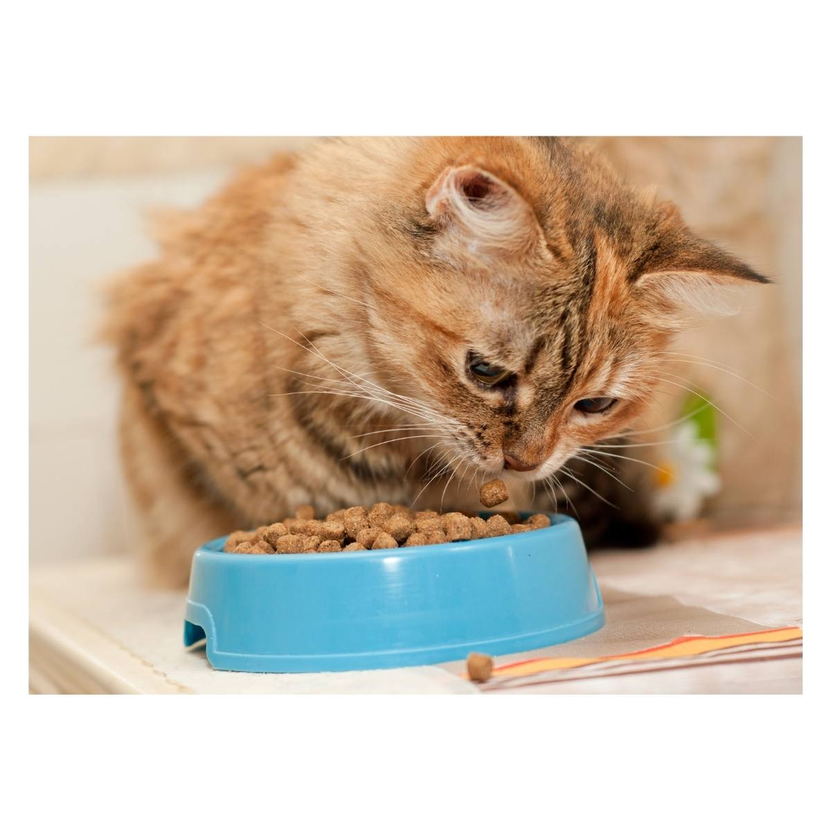 Yetişkin Kedi Mamaları