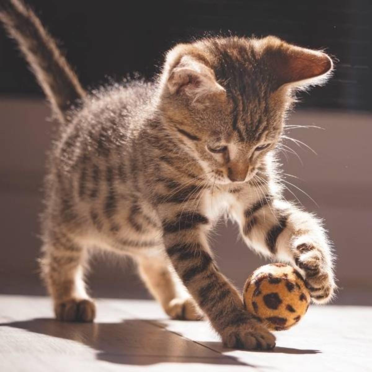 Kedi Oyuncakları