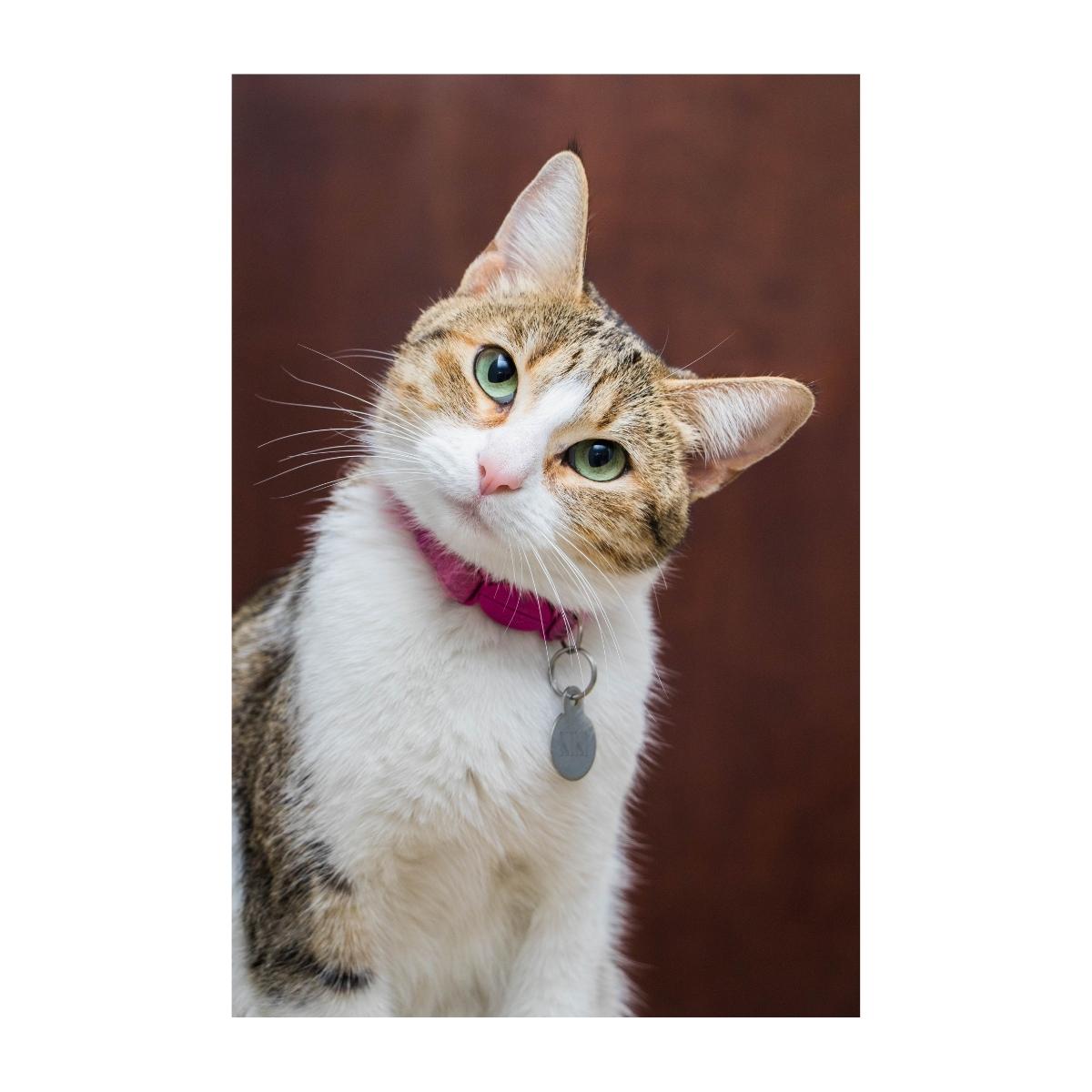 Kedi Tasmaları