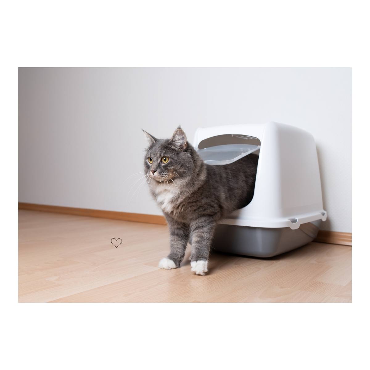 Kedi Tuvaletleri