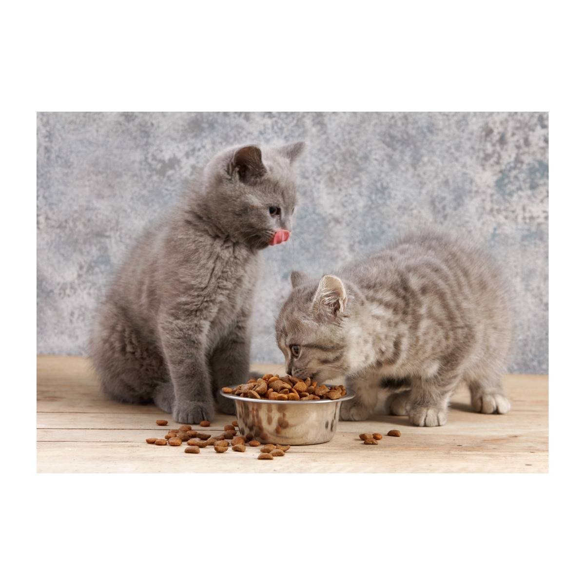 Yavru Kedi Mamaları