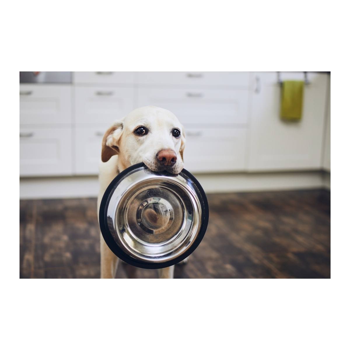 Köpek Mama ve Su Kapları