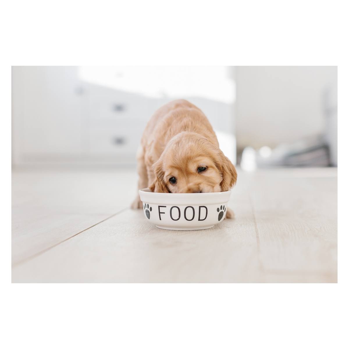 Yavru Köpek Mamaları