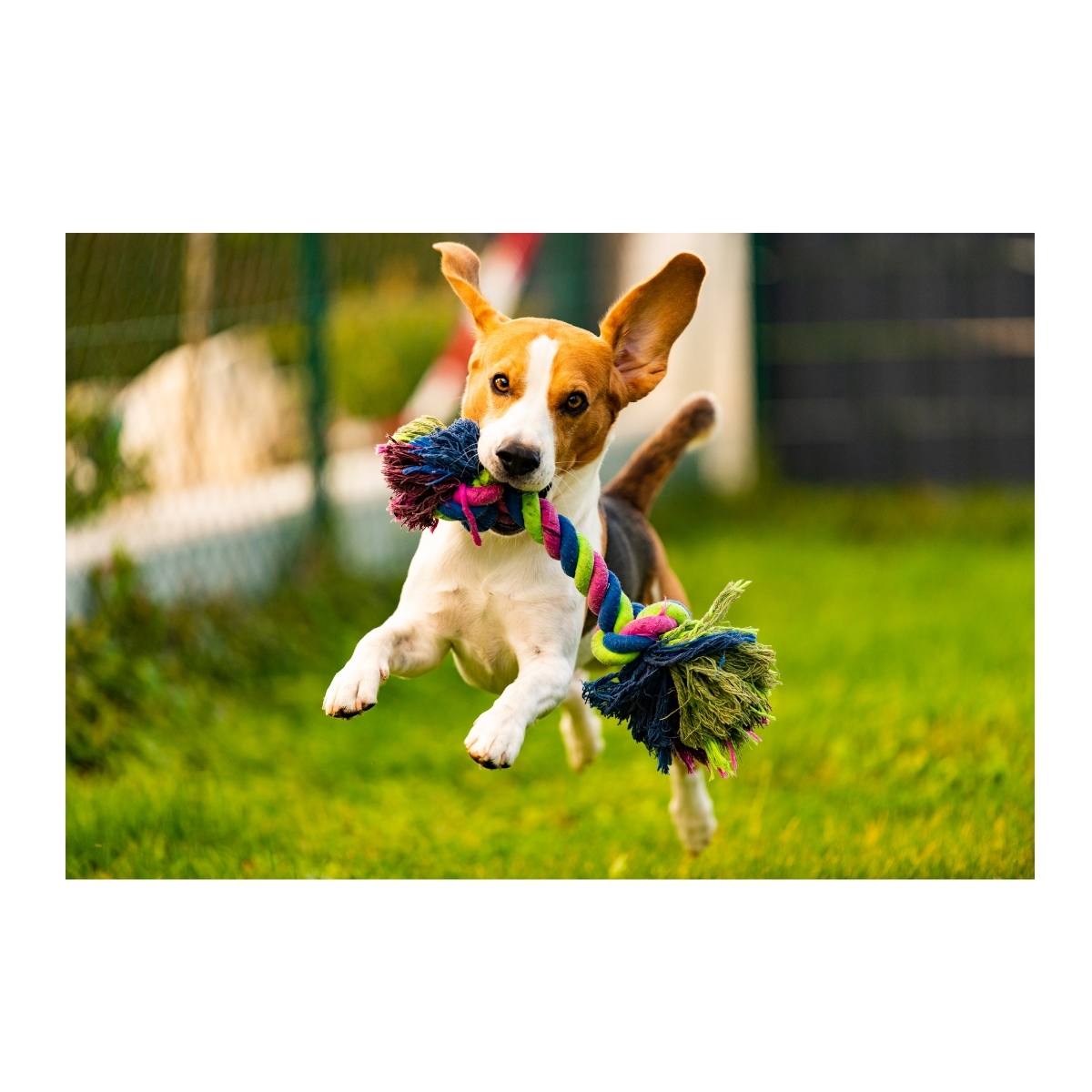 Köpek Oyuncakları