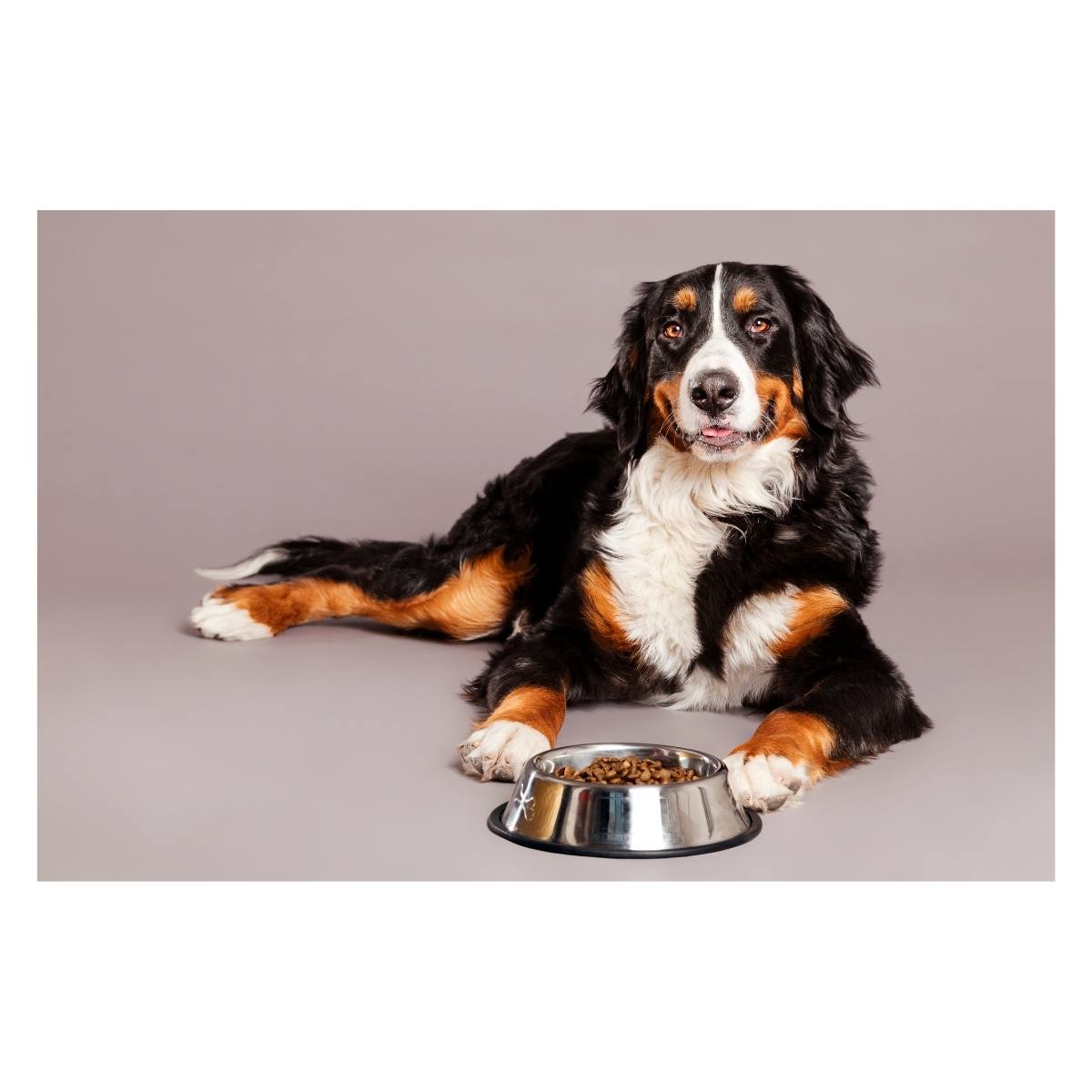 Paket Köpek Mamaları