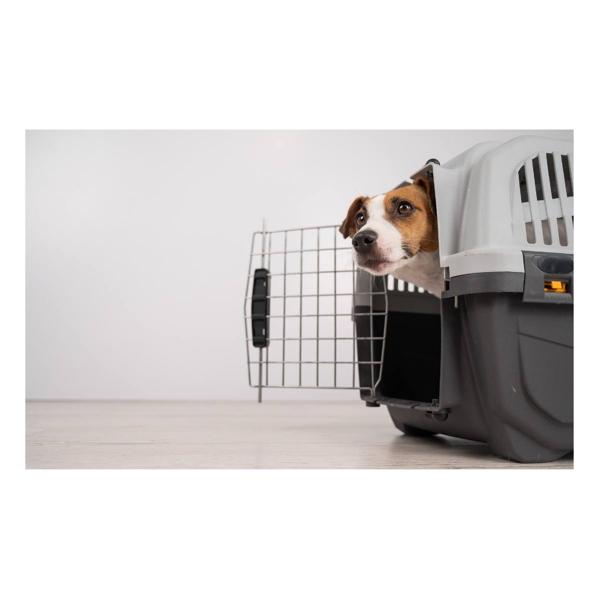 Köpek Taşıma Çantaları
