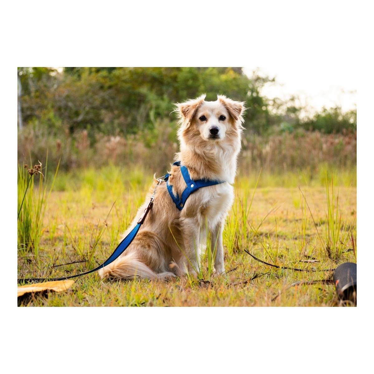 Köpek Tasmaları